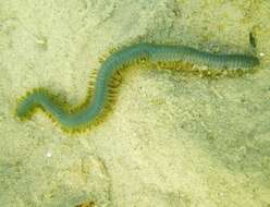 Image of Clam Worm