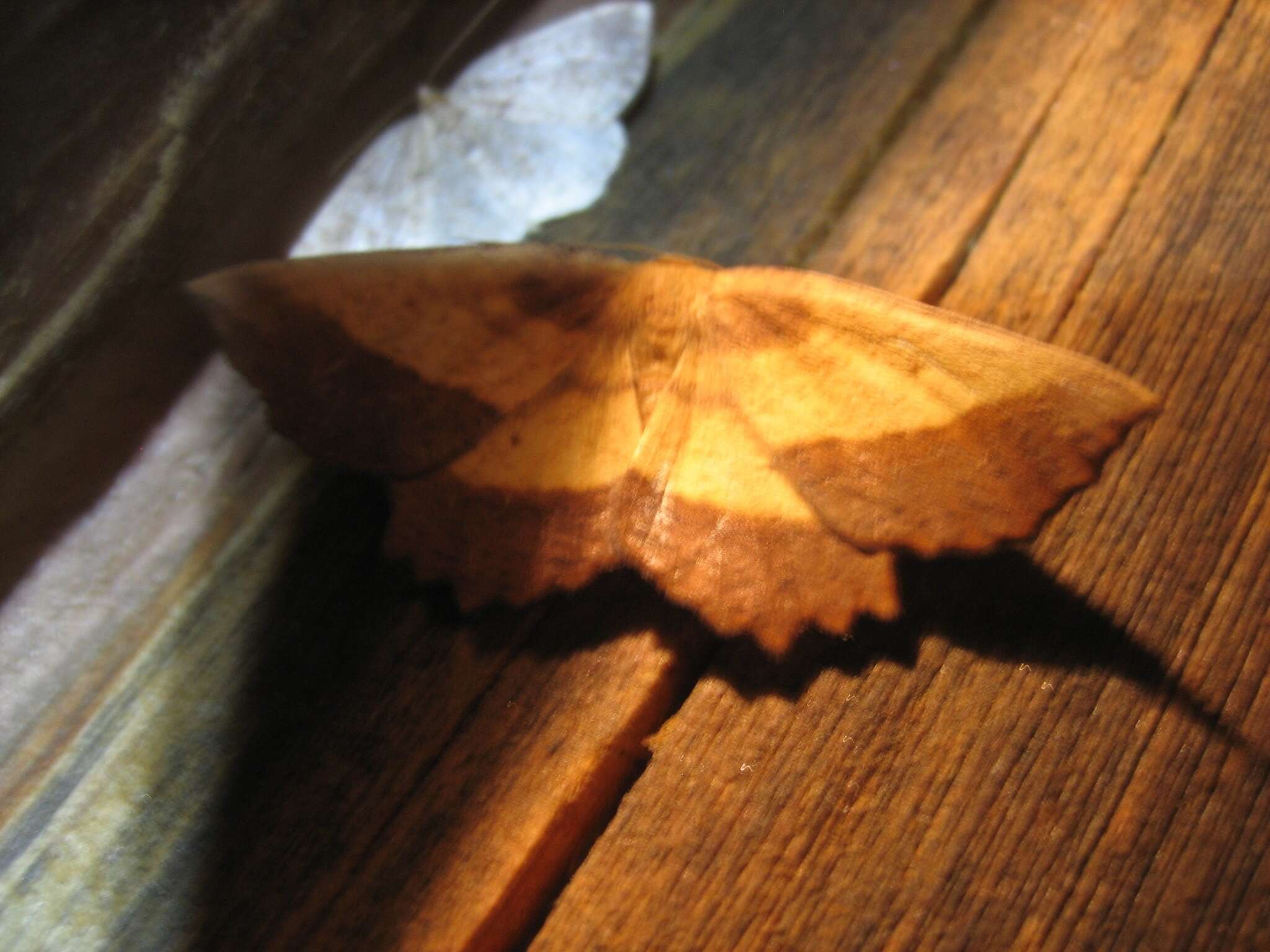 Image of Saw-wing