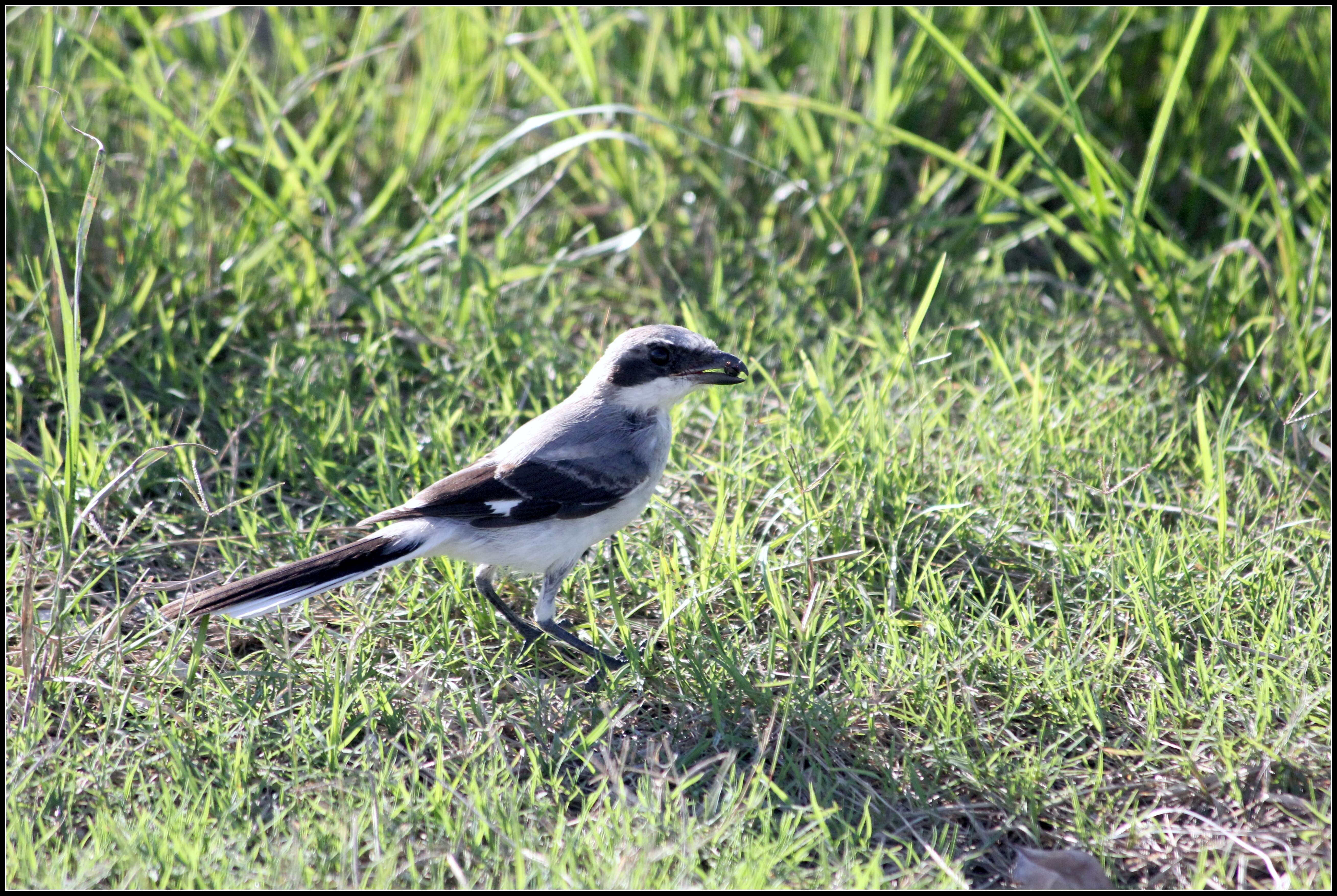 Слика од Lanius ludovicianus Linnaeus 1766