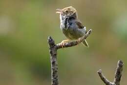 Imagem de Cisticola fulvicapilla silberbauer (Roberts 1919)