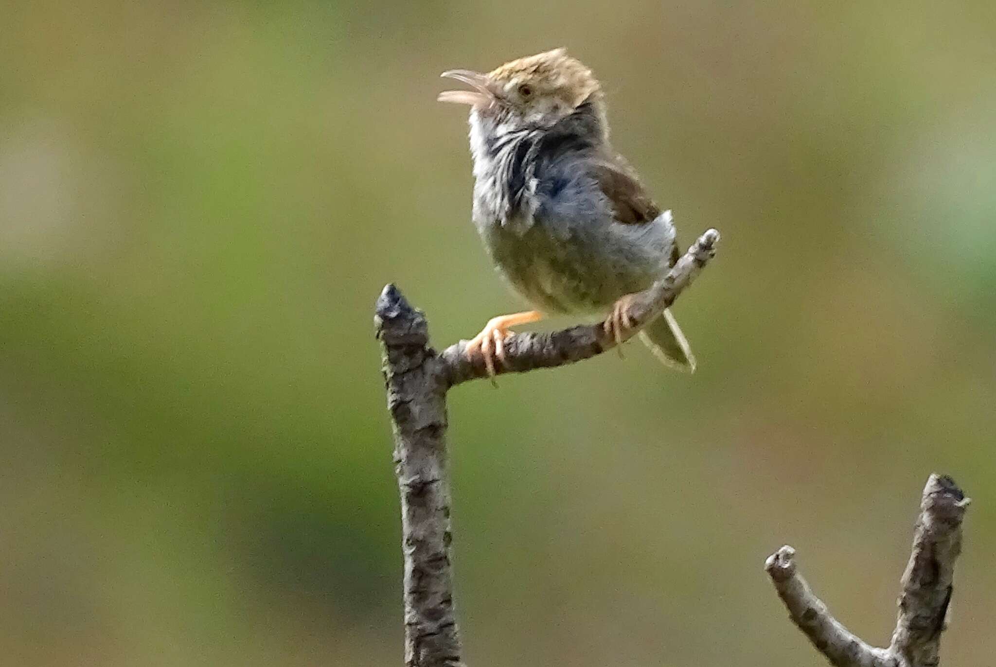 Imagem de Cisticola fulvicapilla silberbauer (Roberts 1919)