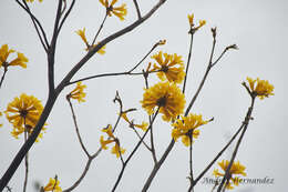 Image of Handroanthus ochraceus (Cham.) Mattos