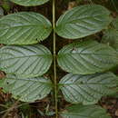 Image of Pajanelia longifolia (Willd.) K. Schum.