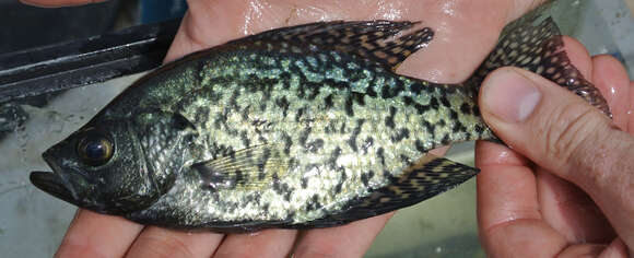 Image of Black Crappie