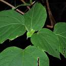 Imagem de Clerodendrum villosum Blume