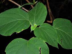 Image of Clerodendrum villosum Blume