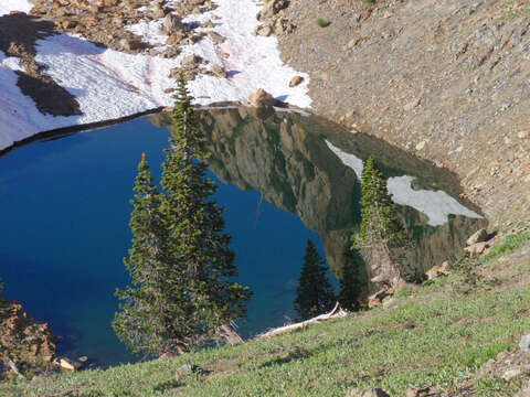 Image of foxtail pine