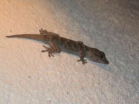 Image of Gomero Wall Gecko