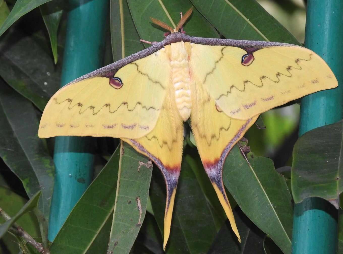 Imagem de Actias sinensis (Walker 1855)