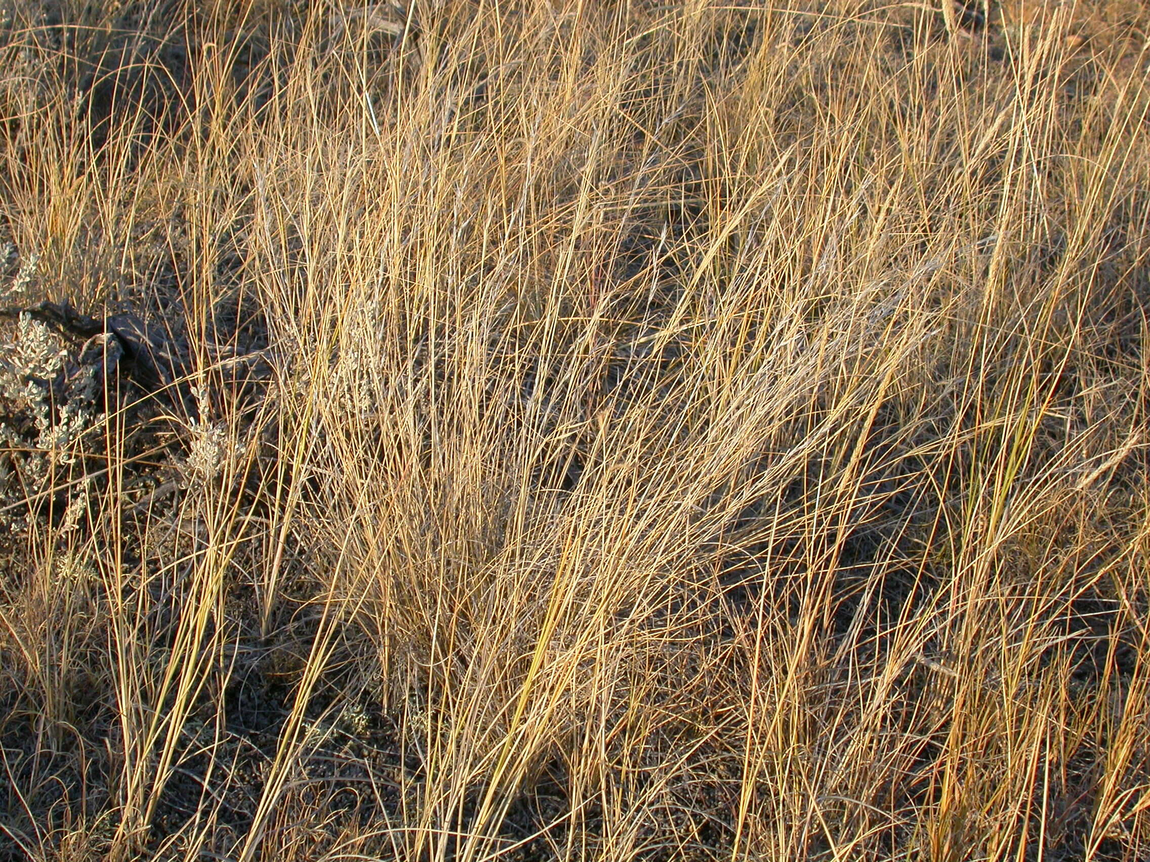 Aristida purpurea Nutt.的圖片