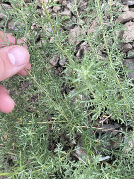 Image of Michaux's wormwood