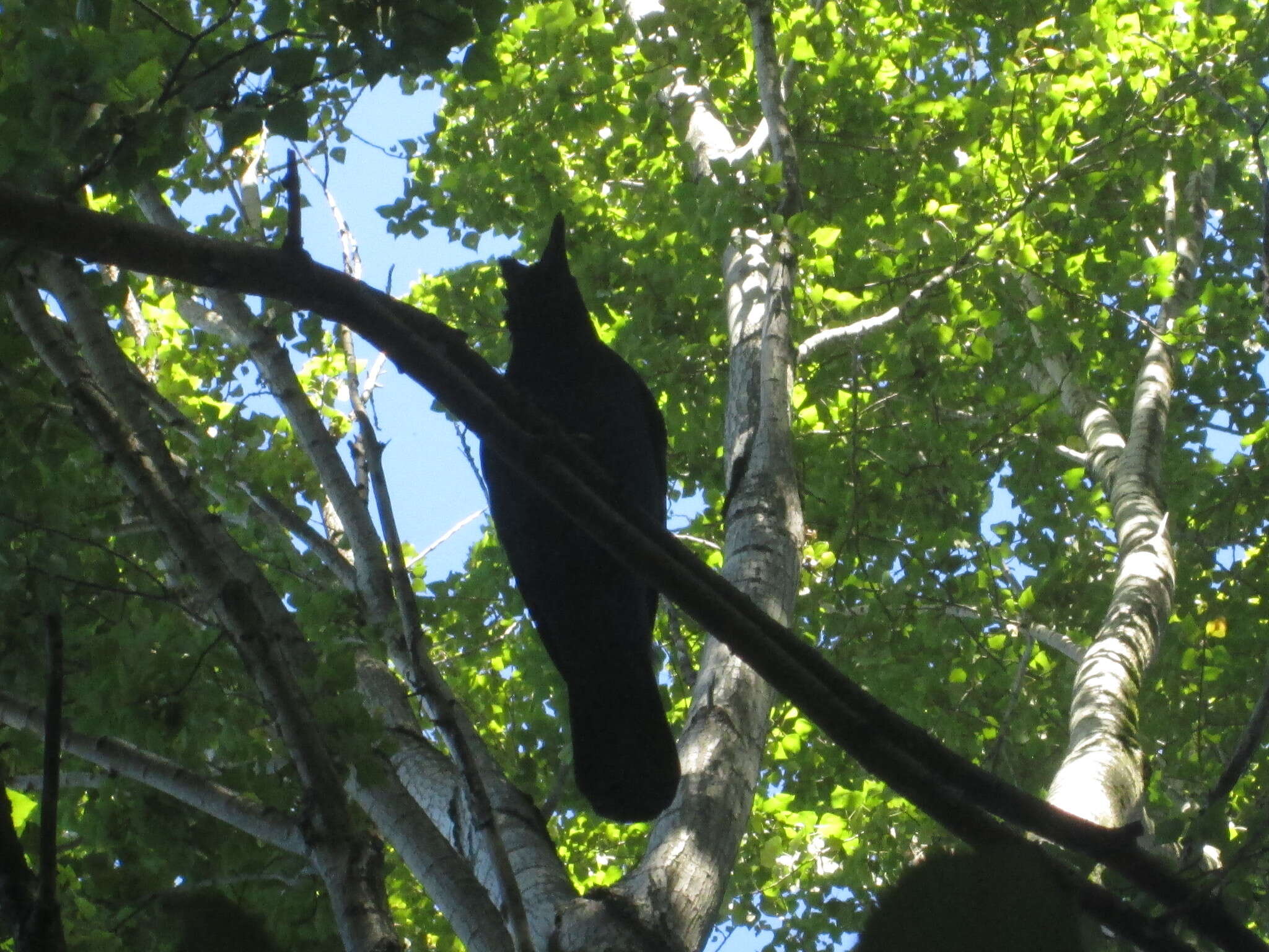 Image of Steller's Jay