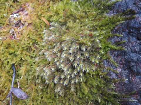 Image of Hedwigia stellata Hedenäs 1994