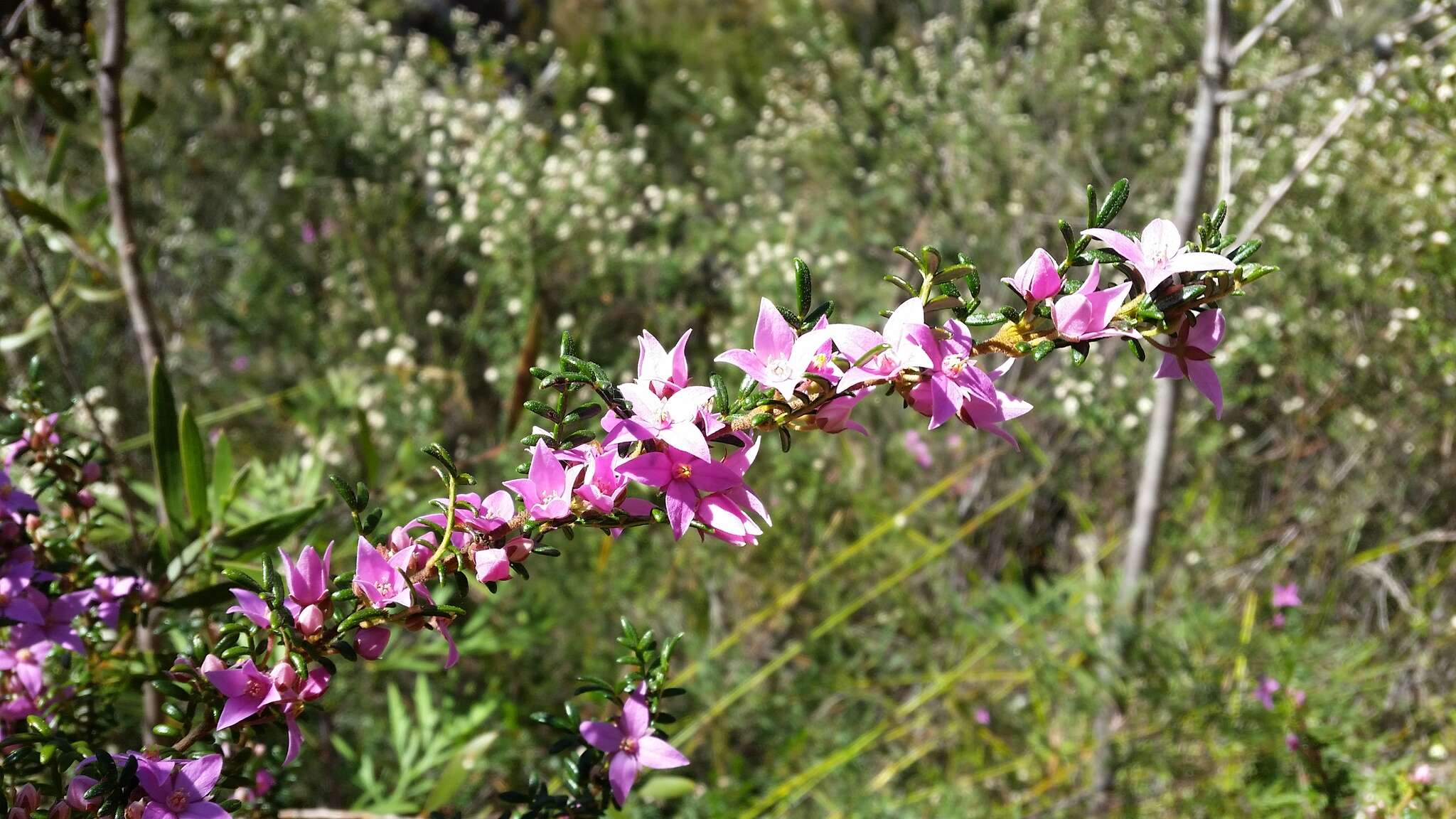 Image of Lovely Boronia