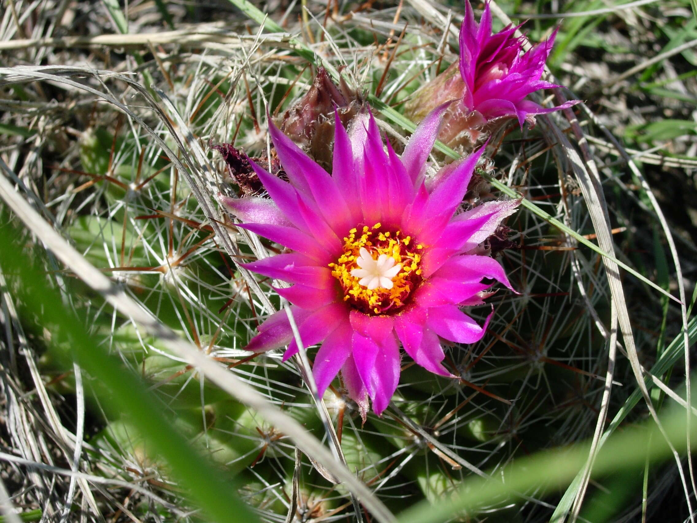 Image of Pincushion Cactus