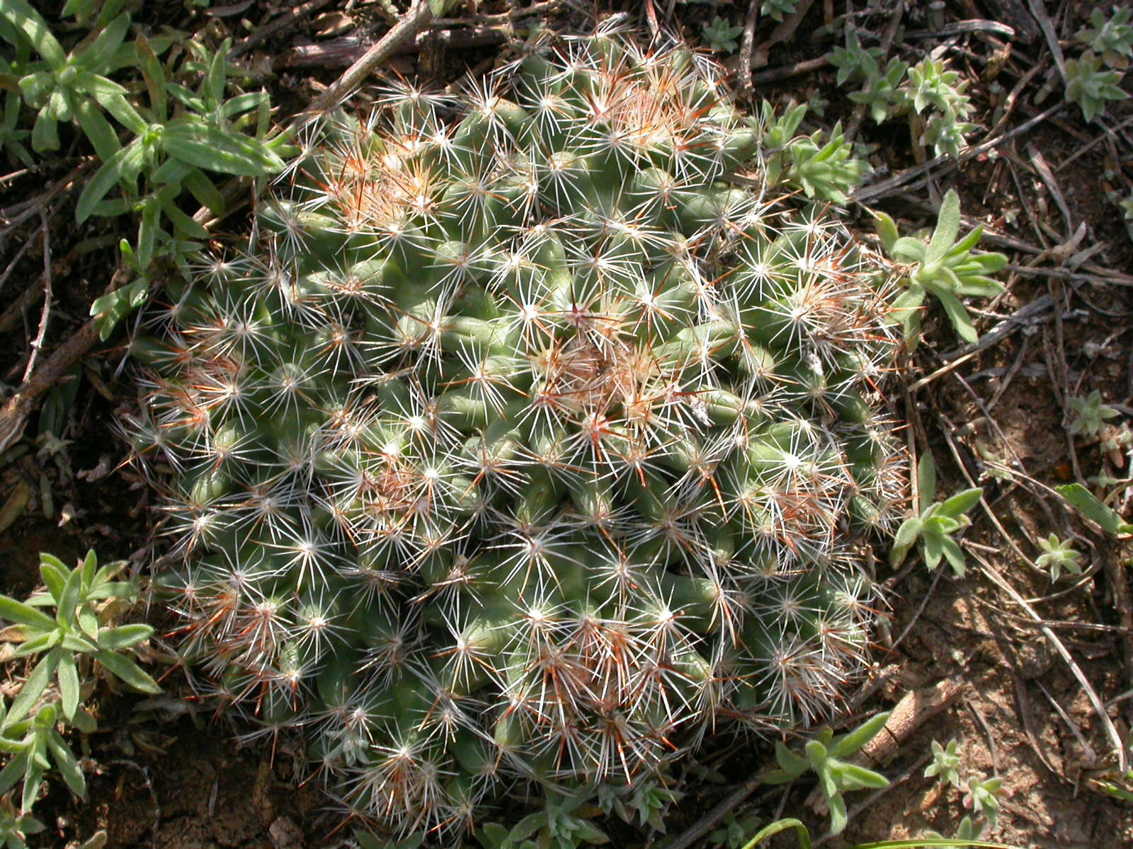 Image of Pincushion Cactus