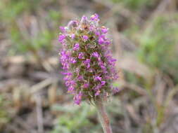 Image of purple prairie clover