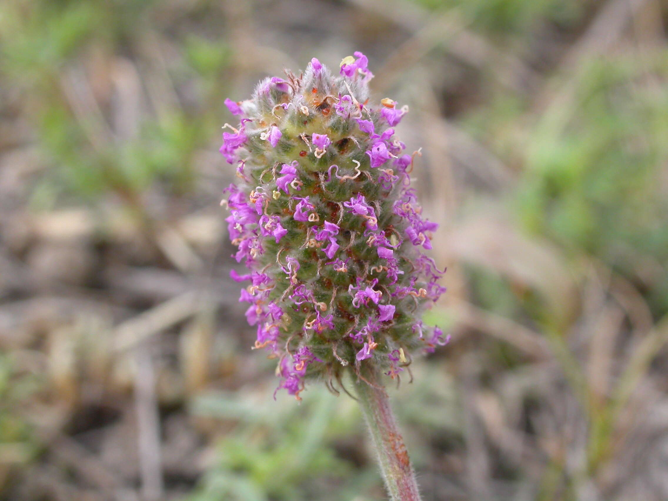 Image of purple prairie clover