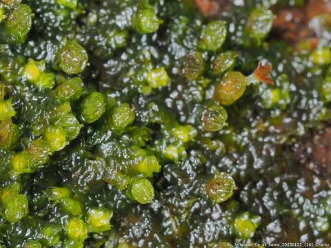 Image of Frullania virginica Lehm.