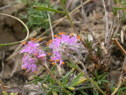 Image of purple prairie clover