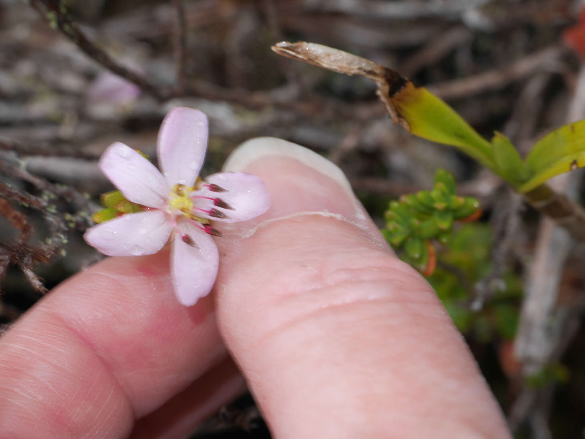 Image of Microlicia sphagnicola Gleason