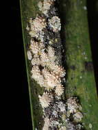 Image of Buff coconut mealybug