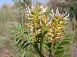 Image of American licorice