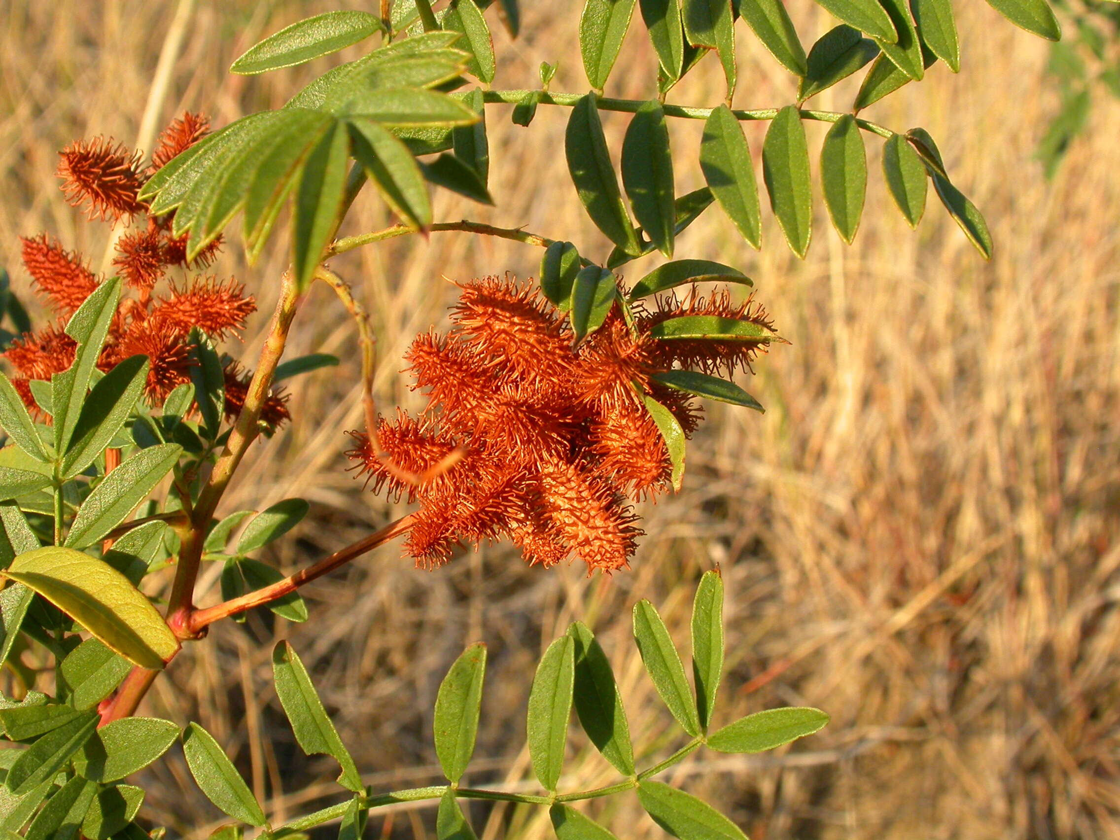 Image of American licorice