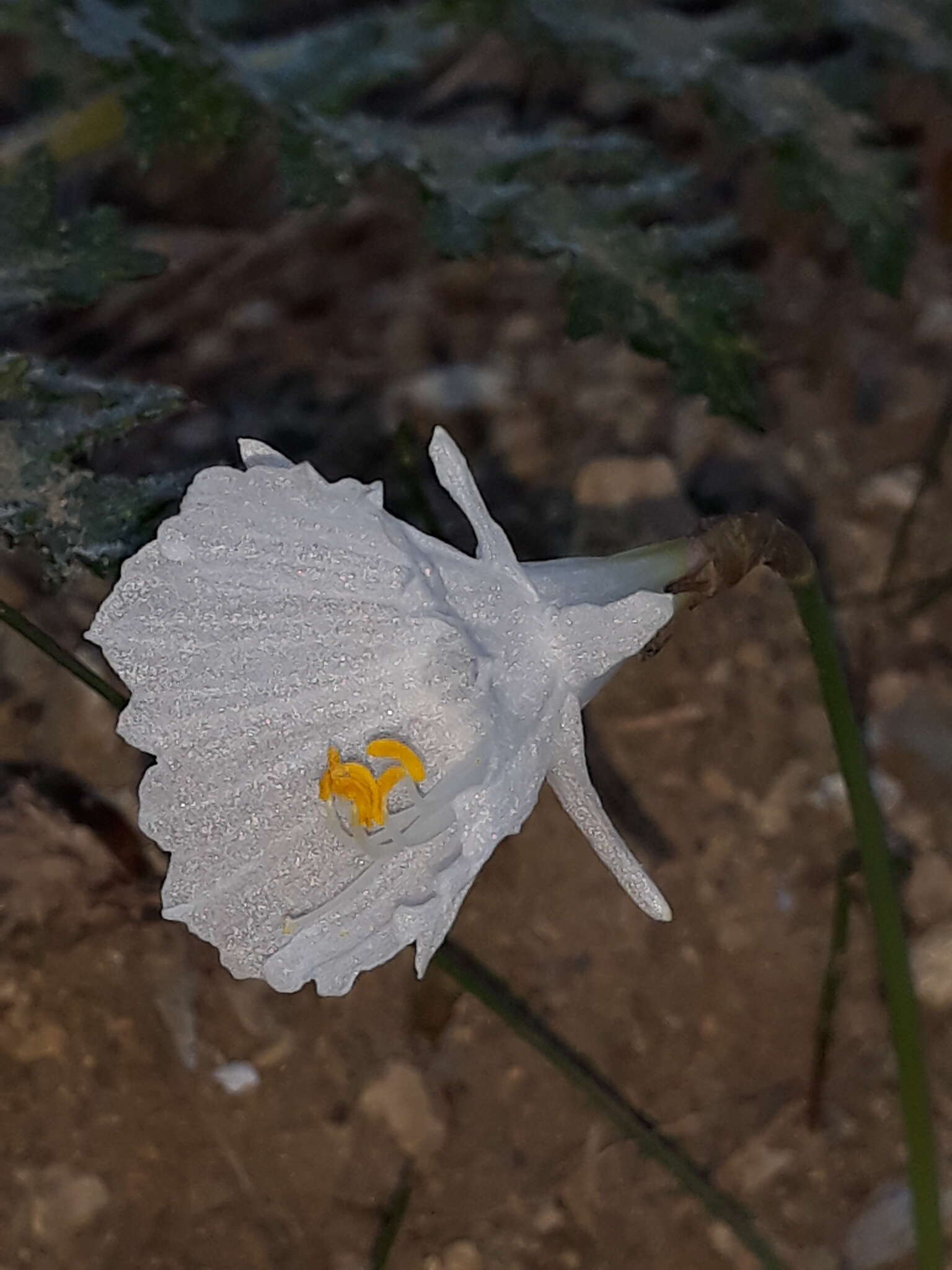 Image of Narcissus cantabricus DC.
