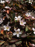 Image of Sierran Springbeauty