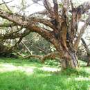 Image of African Redwood