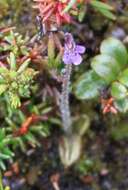 Imagem de Pinguicula villosa L.