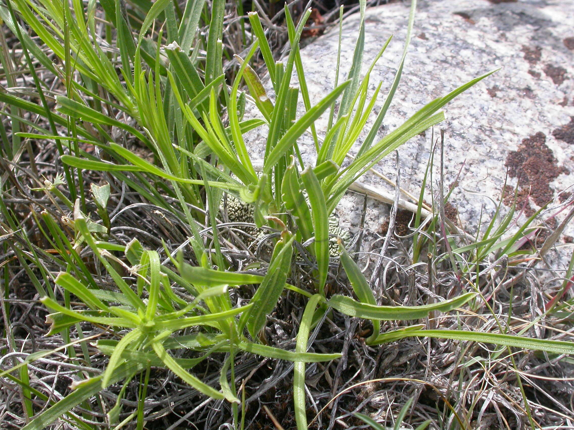 Слика од Liatris punctata Hook.