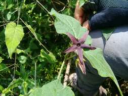 Sivun Matelea petiolaris (A. Gray) R. E. Woodson kuva