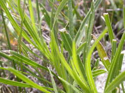 Слика од Liatris punctata Hook.