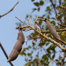 Imagem de Heterophragma quadriloculare (Roxb.) K. Schum.