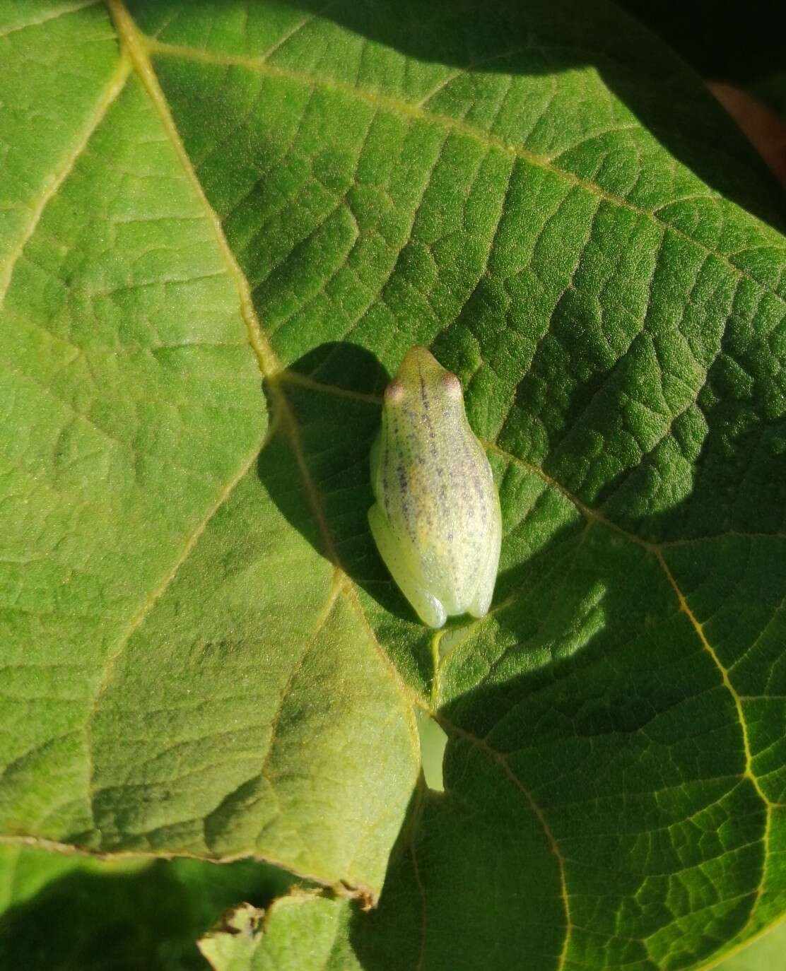 Image of Hyperolius howelli Du Preez & Channing ex Channing, Hillers, Lötters, Rödel, Schick, Conradie & Rödder et al. 2013