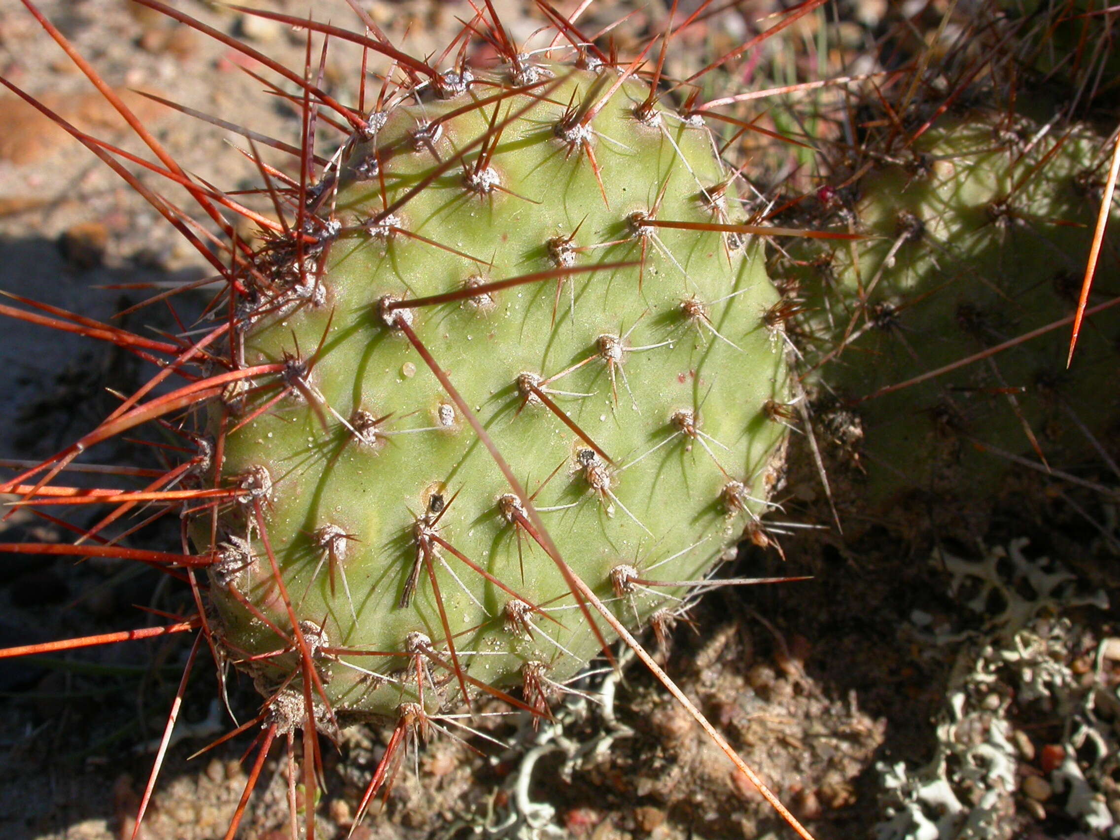 Image of Panhandle Prickly-pear