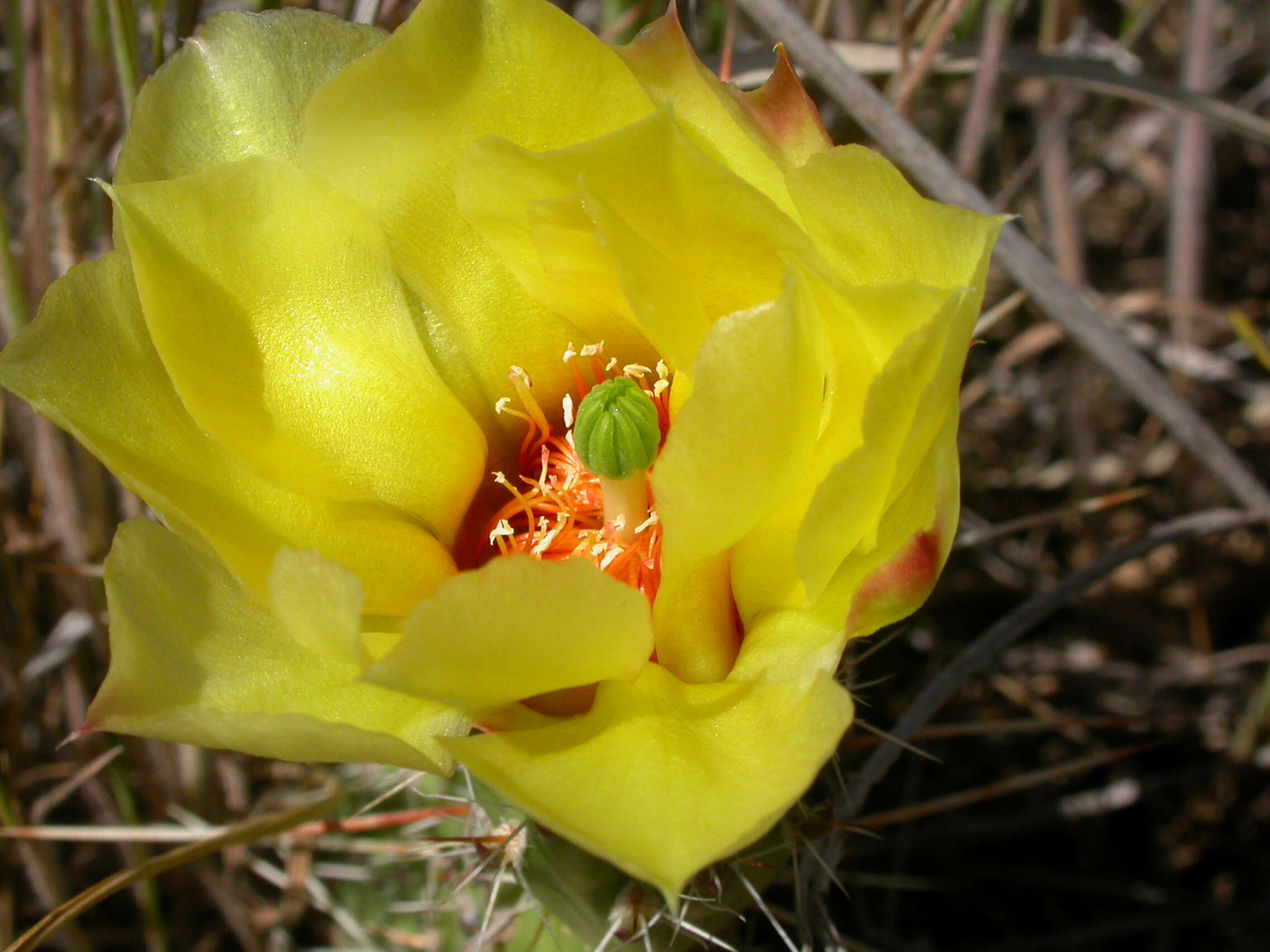 Image of Panhandle Prickly-pear