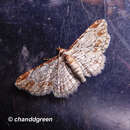 Слика од Eupithecia costalis Walker 1863