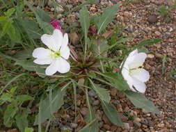 Image de Oenothera cespitosa Nutt.