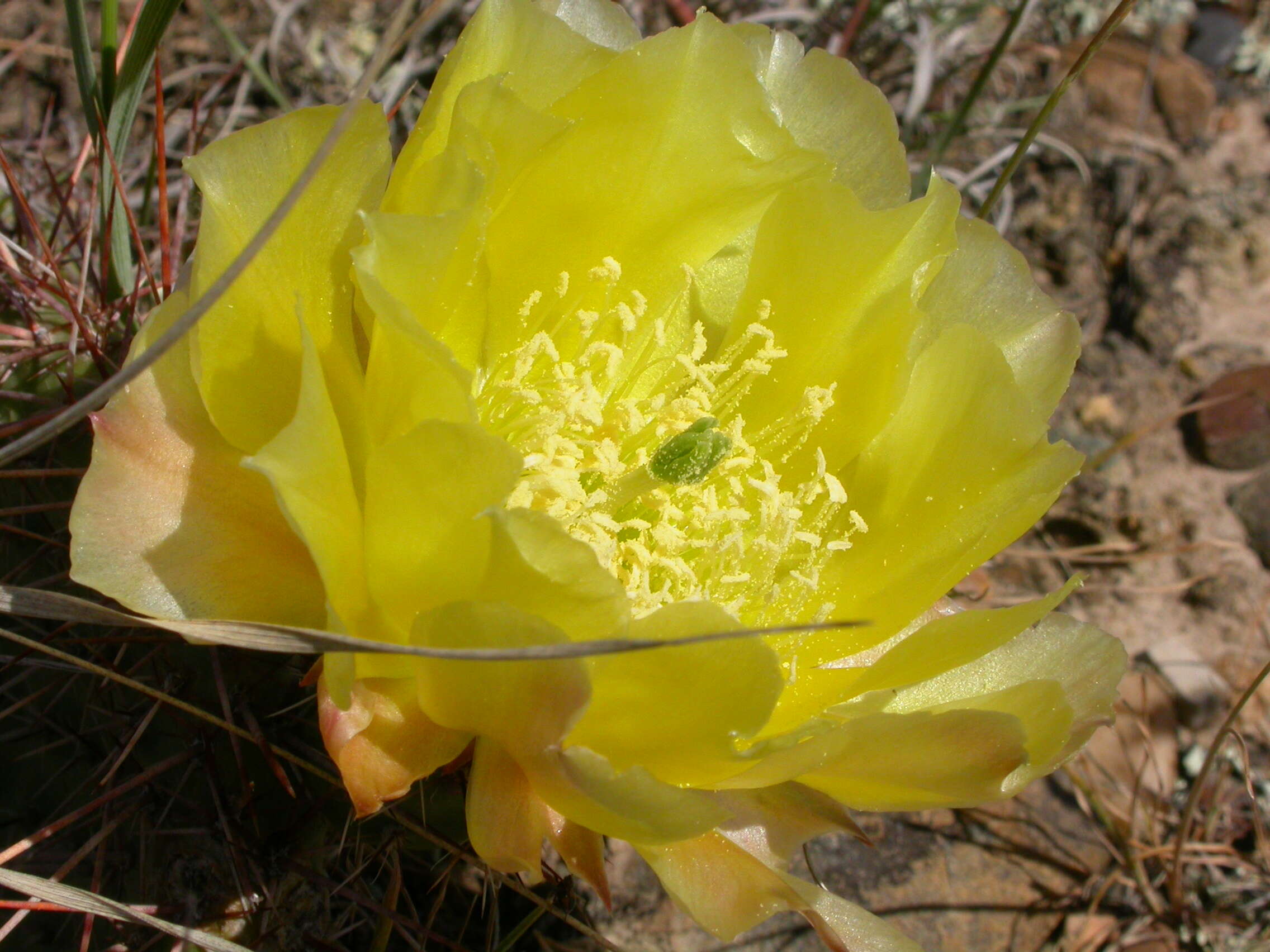 Image of Panhandle Prickly-pear