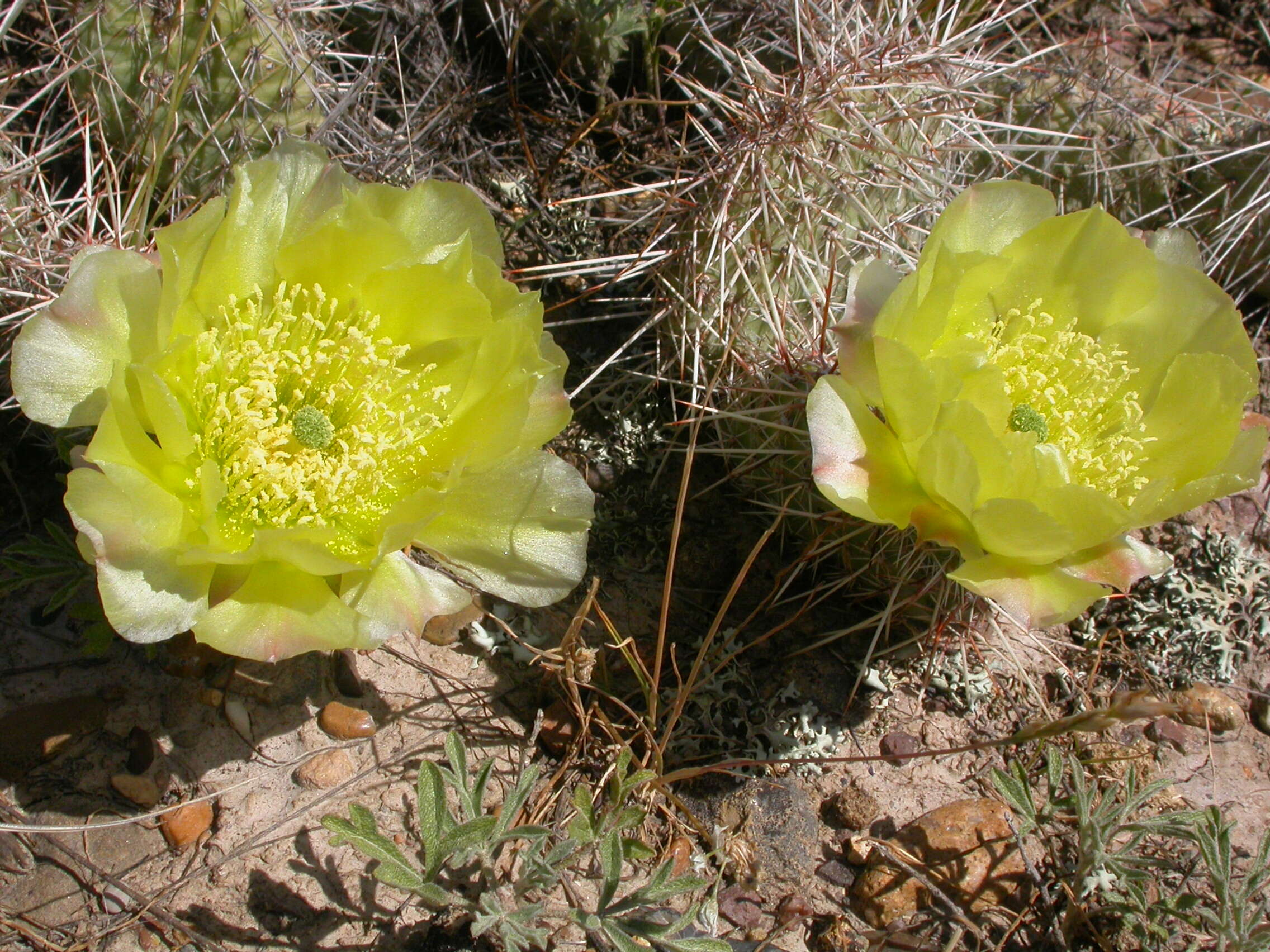 Image of Panhandle Prickly-pear