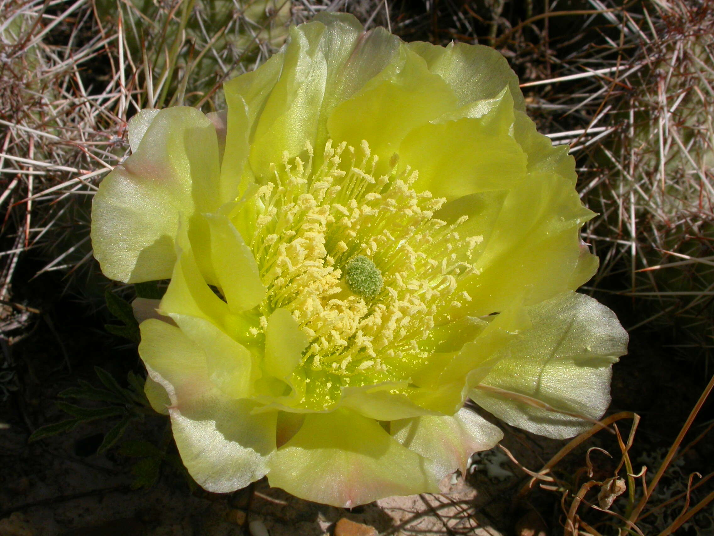 Image of Panhandle Prickly-pear