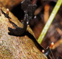 Imagem de Xylaria castorea Berk. 1855