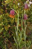 Image of Fritillaria pyrenaica L.