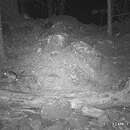 Image of Mexican woodrat