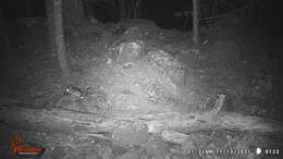 Image of Mexican woodrat