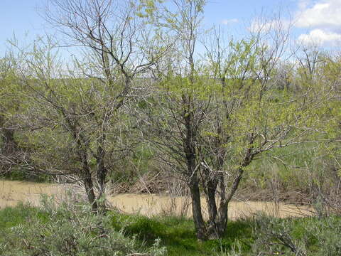 Salix amygdaloides Anderss. resmi