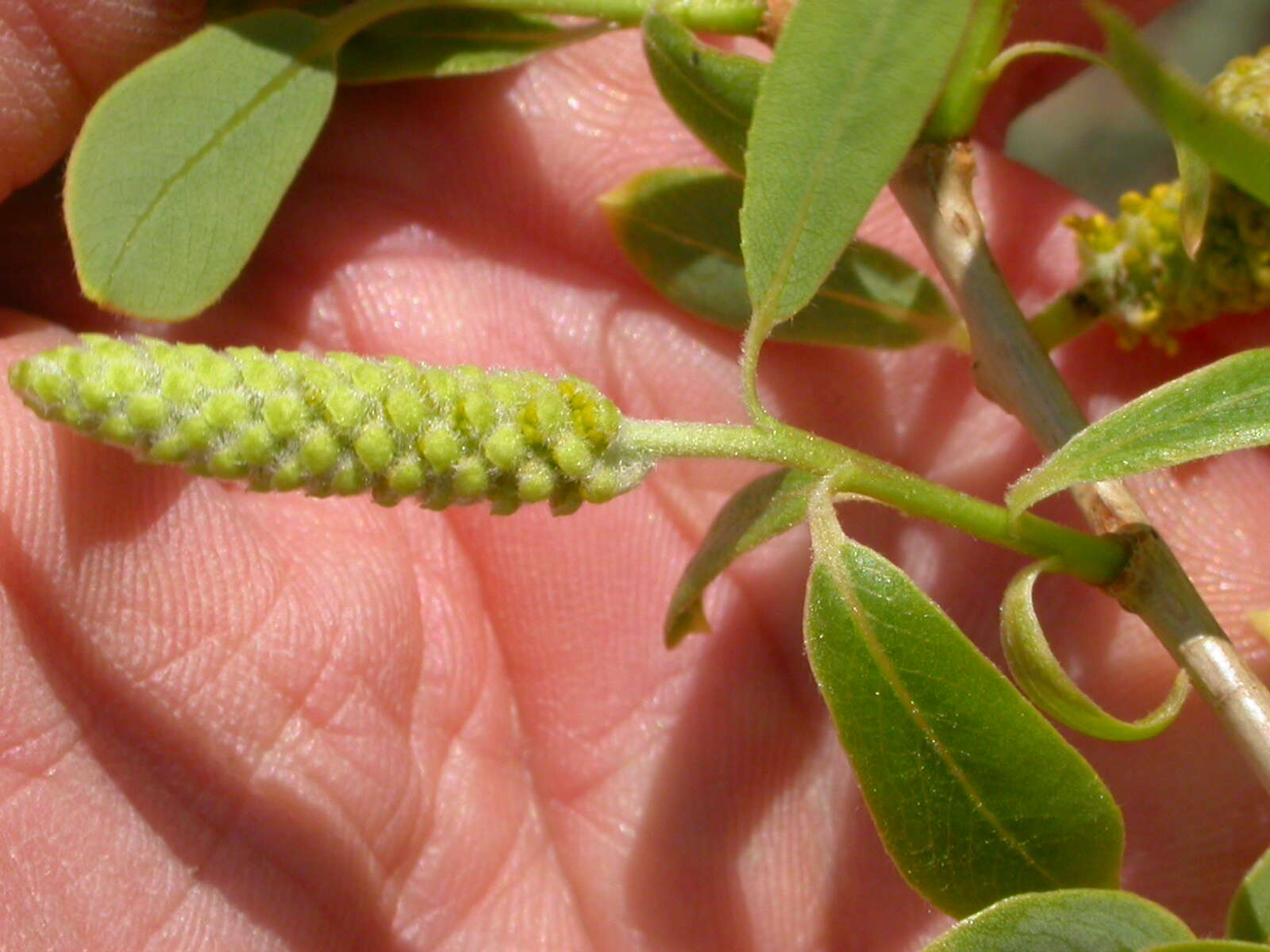 Imagem de Salix amygdaloides Anderss.